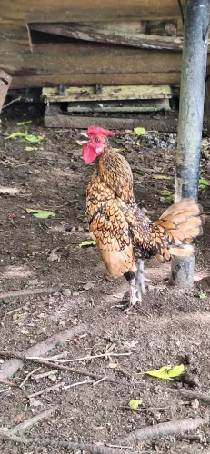 Sebrigth Dourado Macho Adulto