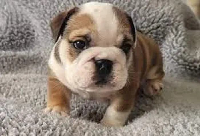 Temos lindos filhotes de Bulldog Inglês