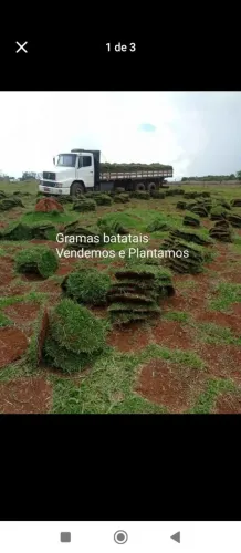 Vendemos grama batatais 