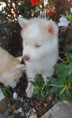 Husky Siberiano Fêmeas disponíveis com vacina pedigree e garantia de saúde em contrato -
