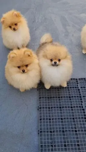 Filhote Spitz Alemão, Nada como um filhotinho para encher sua casa de alegria!