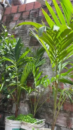 Mudas de Palmeira Areca