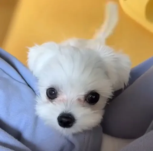 filhote Maltês, Os Fofuchos Mais Encantadores Estão Esperando Você!