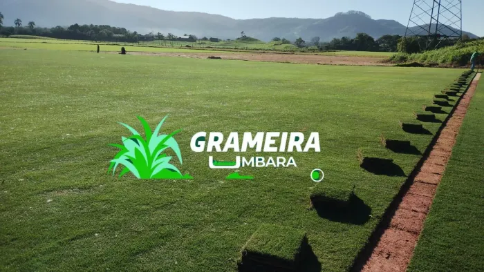 Grama Coreana