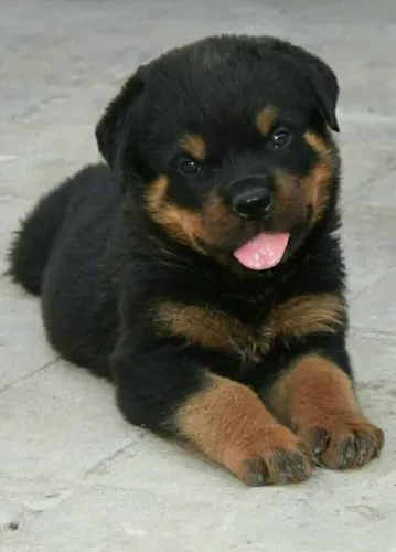 Filhote Rottweiler tão lindo que parece um desenho