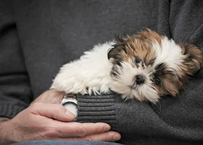 Filhotes de Shih-tzu Mini - Pelagem Perfeita!