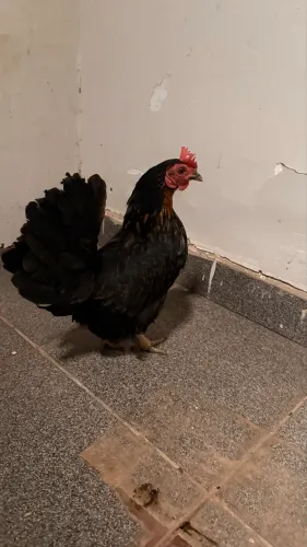 Galinha garnizé 