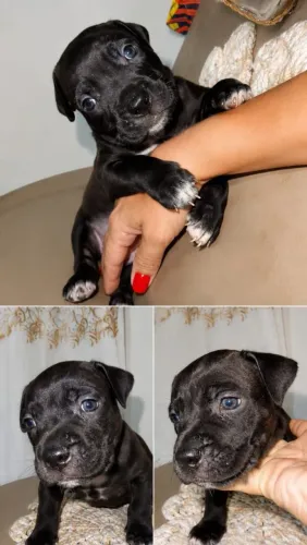 Pet
