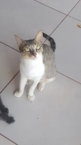 Doação Responsável Gata Castrada 6 meses 