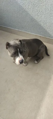 American bully