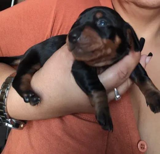 Cachorros Dachshund