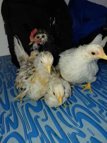 Vendo Nagasak filhotes de 2 meses