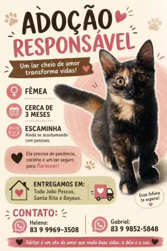 Adoção responsável gata