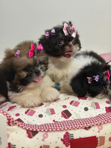 Filhotes shih tzu
