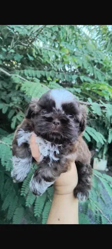 Shitzu CHOCOLATE MACHO