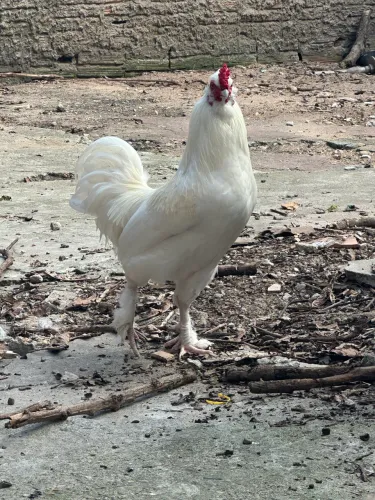 Galos
