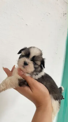 Lindos filhotes de shih tzu