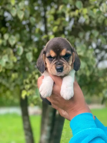 BEAGLE LINDO