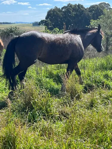 Vendo égua picaça bragada