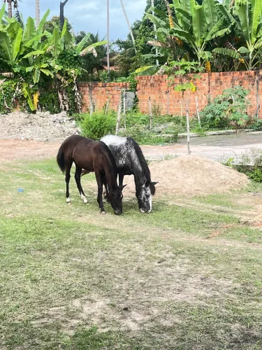 Pônei fêmea com 6 meses