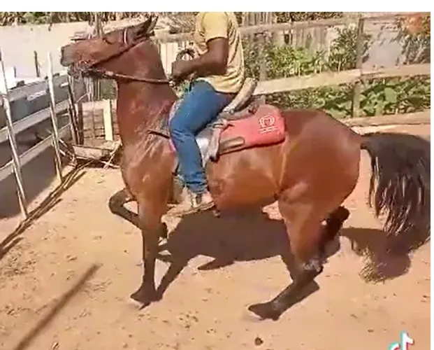 Égua macha picada
