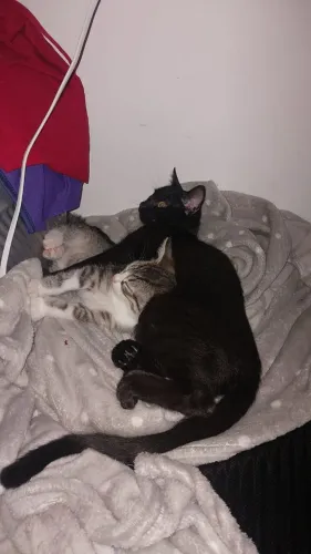 Doação gatos