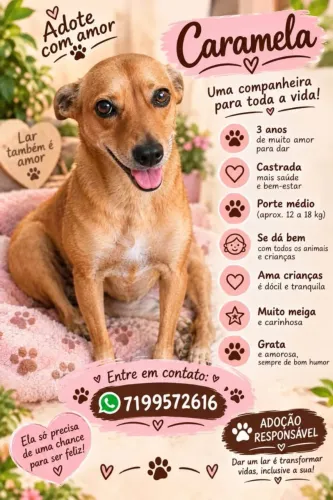 Cadelinha Caramela para adoção