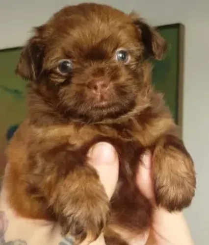 Shih Tzu Fêmea disponível