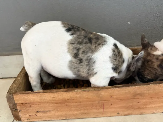 Filhote macho buldogue francês