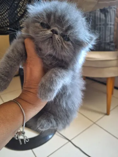 persa gatinho