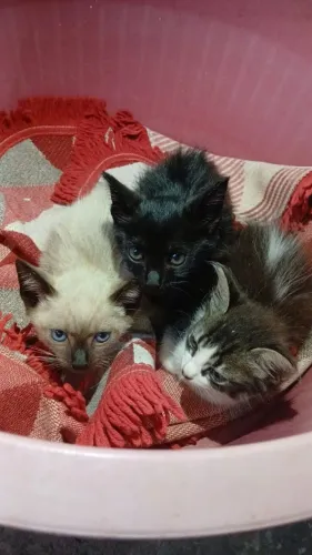 Doando gatos filhotes