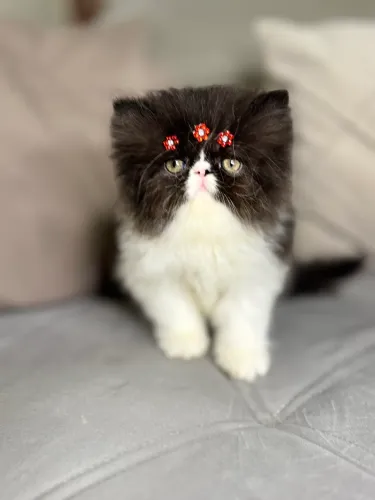 Gata persa