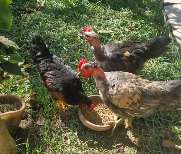 Vendo frangos caipira 40 reais cada. *