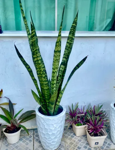Plantas