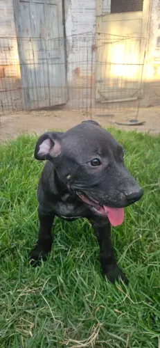 Vende-se Pit Monster