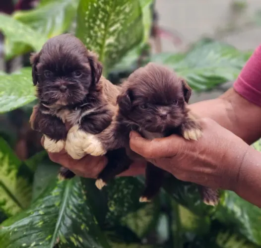 Filhotes de Shih Tzu, duas fêmeas e 3 machinhos, temos loja física em Mesquita *