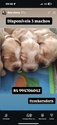 Filhotes de cocker Spaniel Inglês