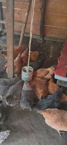 Lote com 20 Frangas Caipiras (6 Meses / Pré-Postura) + 2 Galos ? Matriz Pronta!
