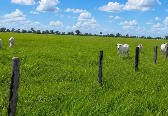 Fazenda para 800 vacas - Cria e Recria