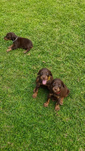 Doberman 