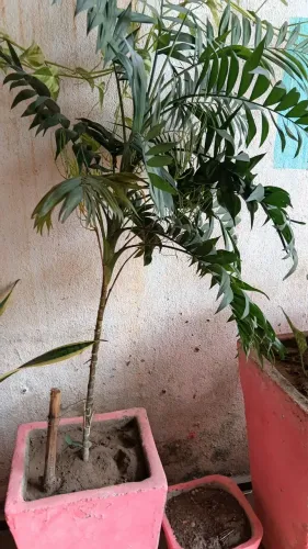 Plantas lindas no vaso grande de cimento