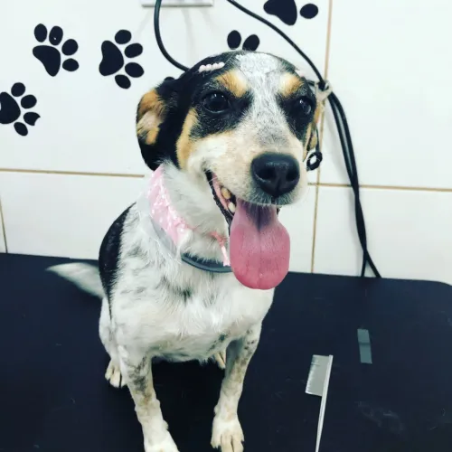 Venda PetShop - Área Nobre (Banho e tosa)