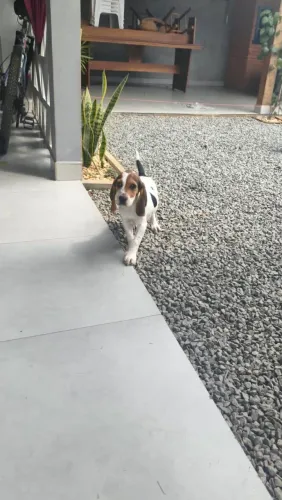 Vende se filhote fêmea de beagle cruzado com azul da Gransconha