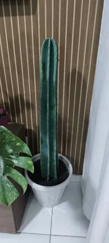 Planta mandacaru natural