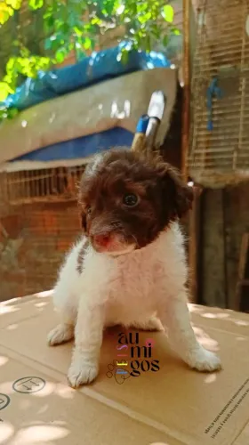 Filhote de Poodle Toy Com Maltês , Fêmea.Leia a Descrição!