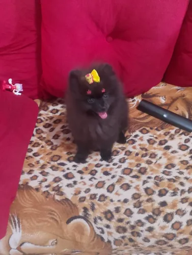 Lulu da Pomerânia anao