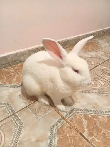 Coelho Cupuaçu 