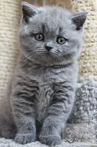 British Shorthair Lindos Filhotes de gato