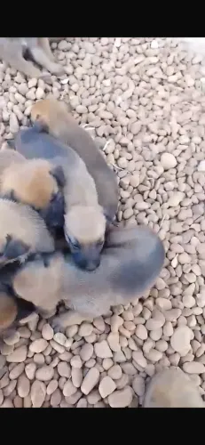 Cachorros