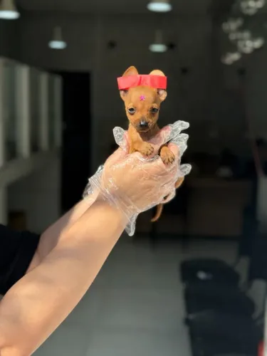 Pinscher Miniatura: O guardião ideal para seu lar com total garantia de saúde.